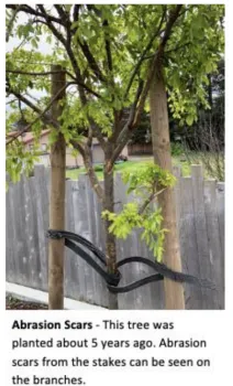 treepic4 2023-08-03 at 2.48.15 PM