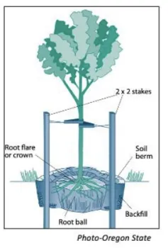 treepic5 2023-08-03 at 2.48.27 PM