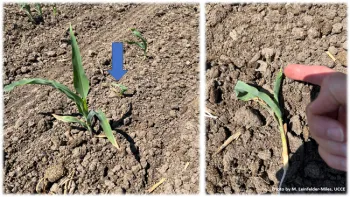 Figure 2. Suspected heat damage on corn due to hot soil temperatures at emergence.