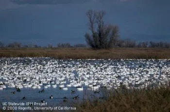 Snow Geese in Winter, Photo: Jack K. Clark