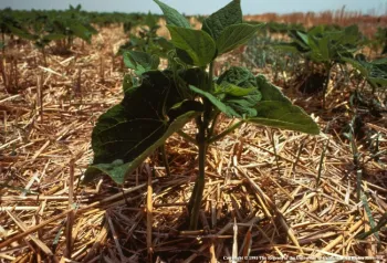 Mulching in row crops, photo Evett Kilmartin