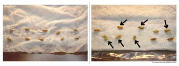 Testing seed germination by Ken Johnson, University of Illinois Extension