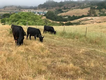 Glenwood Cows