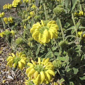 Photo courtesy of Liv Imset