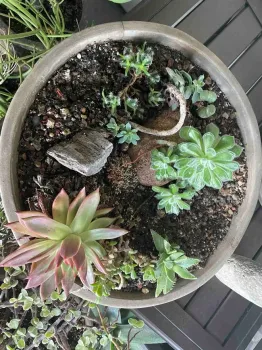 A container planted with succulents. Jan Burnham