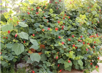 Turks cap