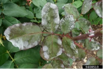 A plant with green leaves, a red stem, and thorns with a white powdery substance on the leaf surface.