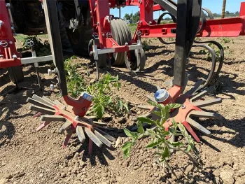 Steve Fennimore and colleagues are studying the use of automated weeders in processing tomatoes. In research trials on various other crops, including lettuce, in Salinas, Calif., they found the new generation of weeders was “very effective at removing weeds in the plant line without damage to the crop,” Fennimore said during the UC Davis Weed Day 2023. The weeders use artificial intelligence to 