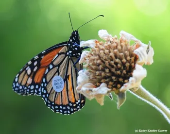 This tagged male monarch, part of WSU entomologist David James' migratory monarch project, was tagged and released on Aug. 28, 2016 in Ashland, Ore., and fluttered into a Vacaville garden on Sept. 5. (Photo by Kathy Keatley Garvey)