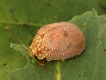 A small, round tan beetle covered in tiny orange dots.