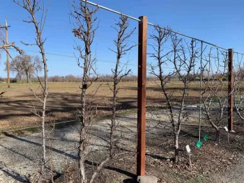 Espaliered fruit trees in January 2021 at Patrick Ranch. Laura Kling