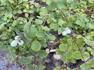 Snowberries are native to the Pacific Northwest.