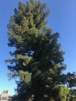Stressed Redwood
