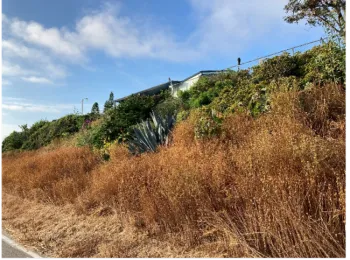 Figure 1. Mustard and other annual plants dry out at the beginning of the summer, creating fuel that could quickly burn during a fire. Photo by Luca Carmignani, UCCE.