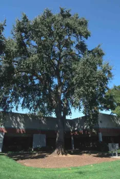 Valley oak. Jack Kelly Clark, UC IPM Program