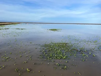 Colusa site flooded after high rainfall events in February 2023. Flooding events resulted in a poor establishment of all cover crop treatments.