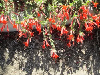 Tubular red flowers growing past the edge of a bed.
