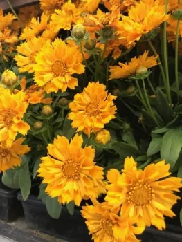 Coreopsis can be planted now. (Photo: Nancy Devaurs)