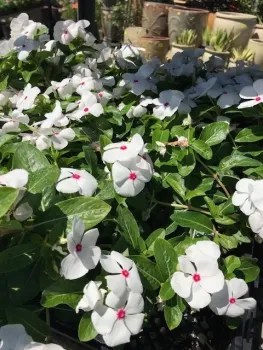 Do not replace vinca with pansies. A soil-borne fungal root rot affects these plants. (Photo: Nancy Devaurs)
