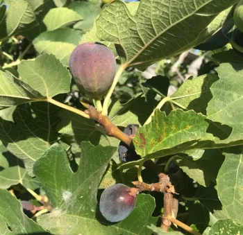 Enjoy figs this month. (Photo: Nancy Devaurs)