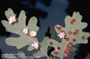 Oak galls, which come in a wide variety of shapes and colors, don't harm people or tree. (Photo: UC IPM)