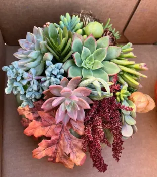 Succulent Yule Logs by Judy Hecht