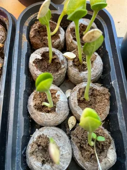 Pumpkins ready to be planted in the garden.