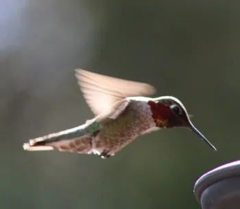 Hummingbirds are frequent garden visitors. (Photo: Nancy Devaurs)