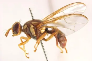 Queensland fruit fly