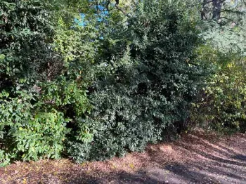 Hedgerow of Korean Spice Viburnum, Arbutus (Strawberry Tree), Carolina Laural Cherry, and deciduous flowering Quince J.C. Lawrence
