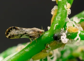 Un psílido asiático de los cítricos