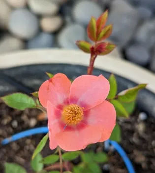 Debbie DeNoto produced this specimen from seed.