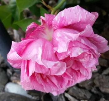 The author's favorite antique rose, Vick's Caprice.
