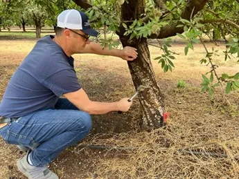 Florent Trouillas inspecting canker of almond caused by Phytopthora sp.