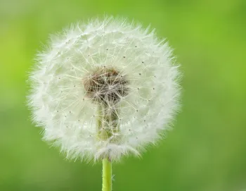 Photo Credit: Creative Commons