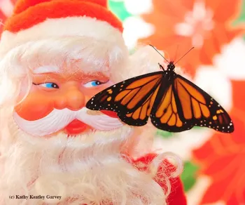 Does Santa shop at the Bohart? Yes, he does. The Bohart has stocked monarch pins. This monarch eclosed in the summer. (Photo by Kathy Keatley Garvey)
