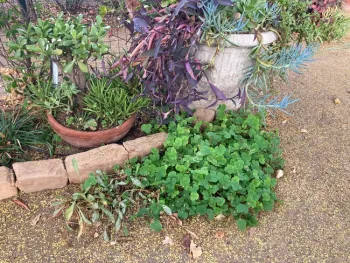 Wood sorrell is a perennial herb that is not native to California.