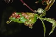 Image of a leaf disfigured by peach leaf curl