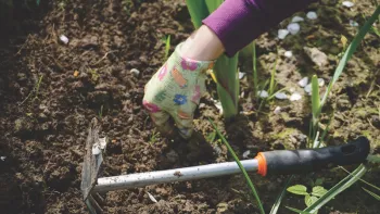 Pull weeds before they spread to other areas of the garden. Photo: UCANR