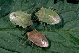 stink bug