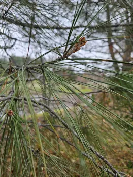 A young cone sprouts on the gray pine. Laura Lukes