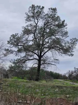 Gray pine towers over its surroundings. Laura Lukes