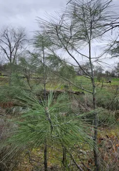 Young gray pines grow near each other. Laura Lukes