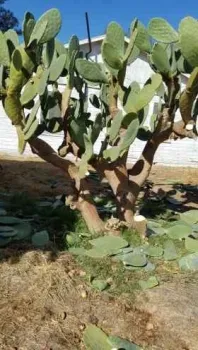 Opuntia plant.