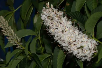 California buckeye flower. Robert Fischer
