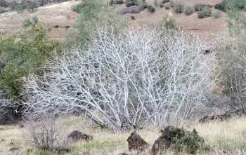 Buckeye in the winter. Jeanette Alosi