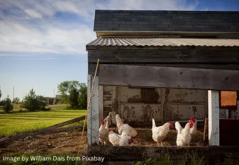 thumbnail Chicken Coop
