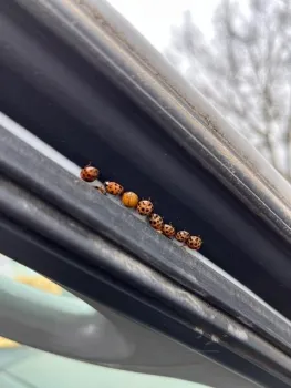 Although these ladybugs look different, all of them are the same species.