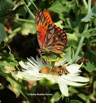 Sharing a passion flower blossom (Passiflora) are a Gulf Fritillary (Agraulis vanillae) and several honey bees (Apis mellifera) The passionflower vine is the Gulf Fritillary's host plant. (Photo by Kathy Keatley Garvey)