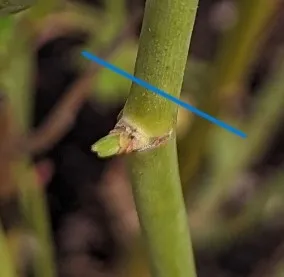 Line is where you would cut the cane